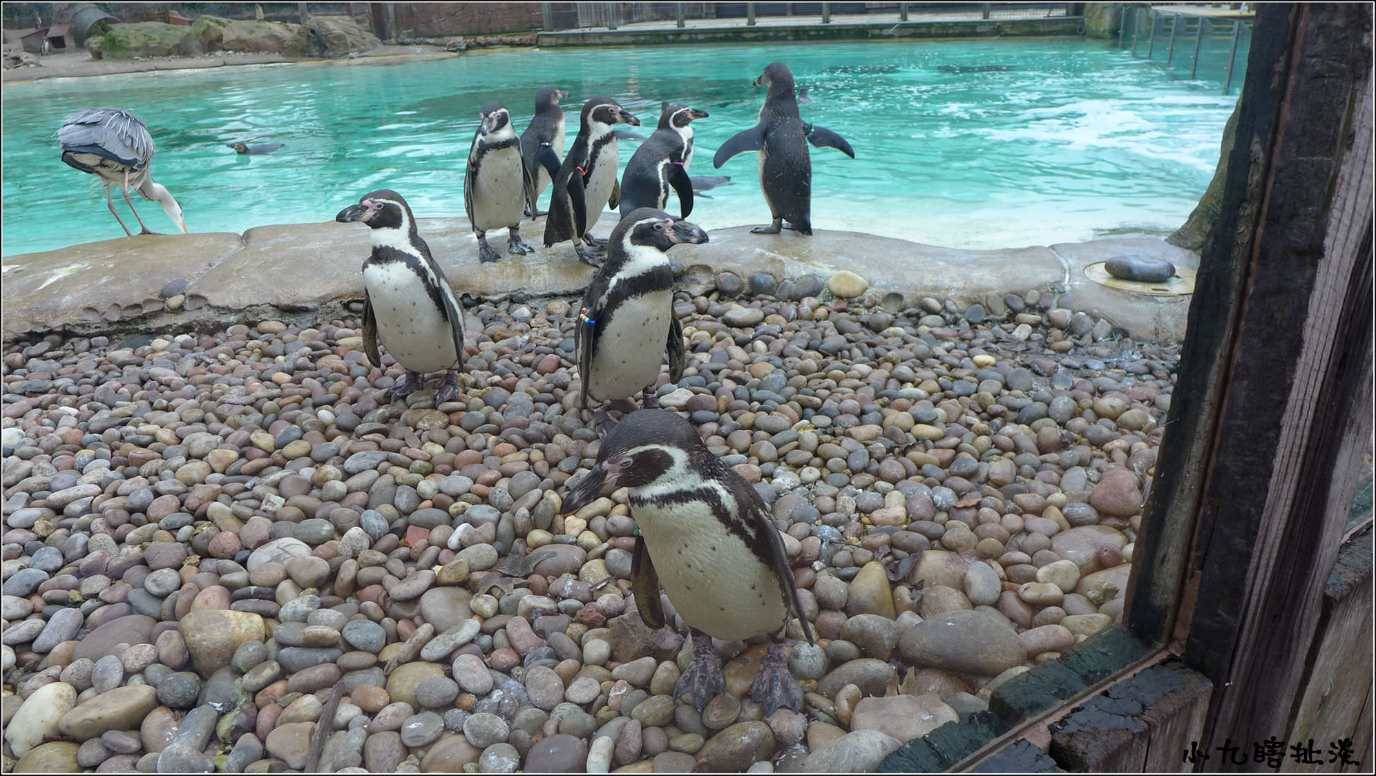 倫敦過新年9日遊：倫敦動物園 London Zoo